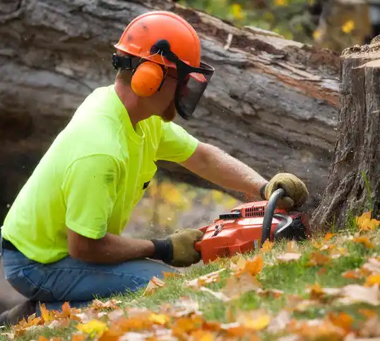 tree services Lidgerwood